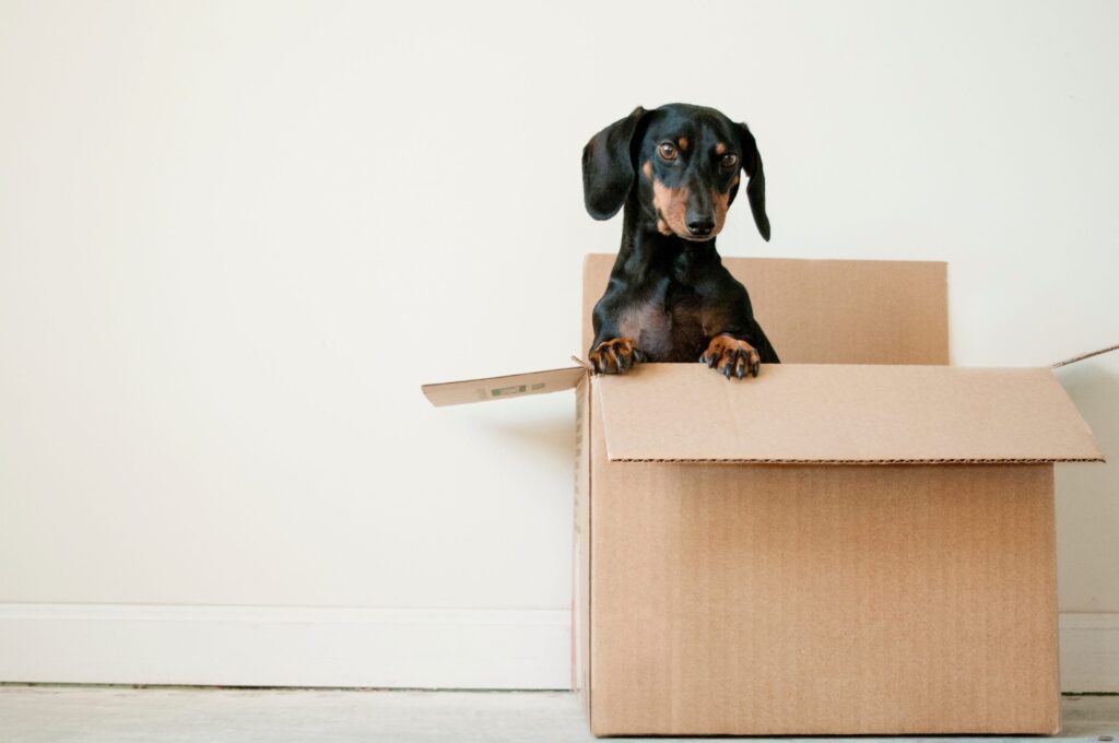 Pet Friendly Apartments for Rent Near Chicago